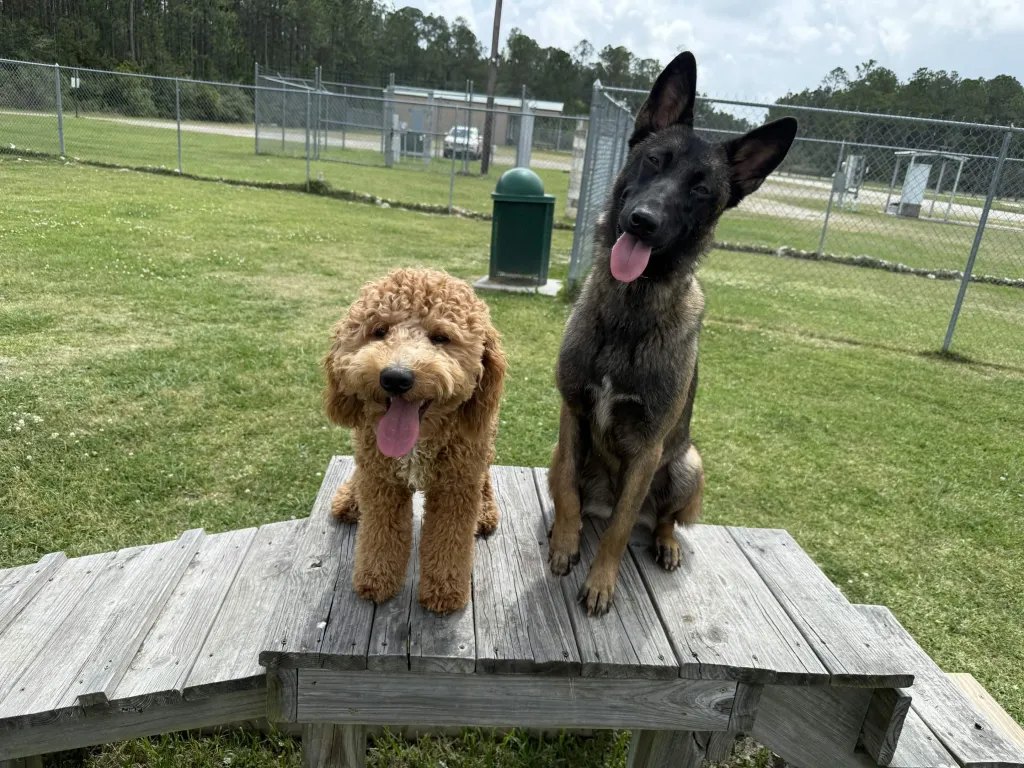 Corgi holding place on an outdoor training platform