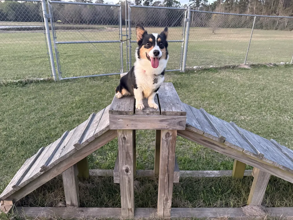 Dogs of different breeds participating in training