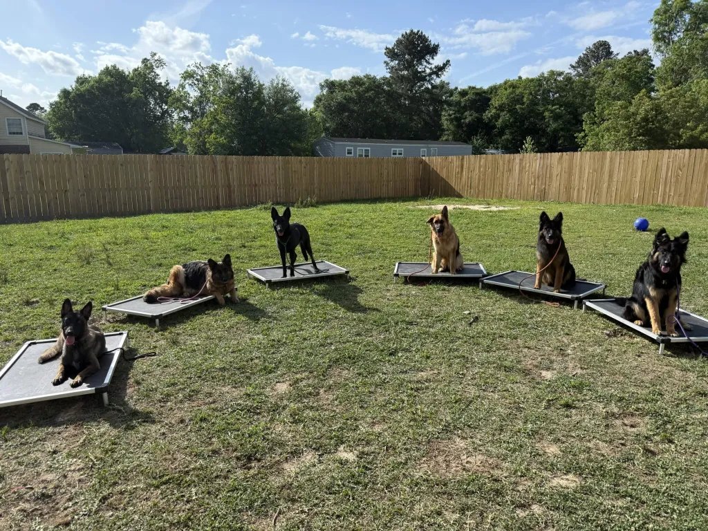 Multiple dogs calmly holding place outdoors