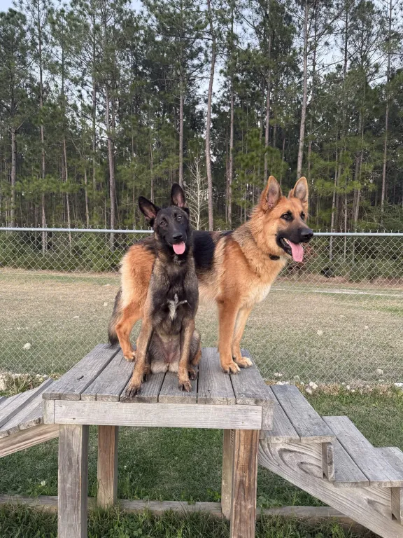 Dogs holding place on an outdoor platform