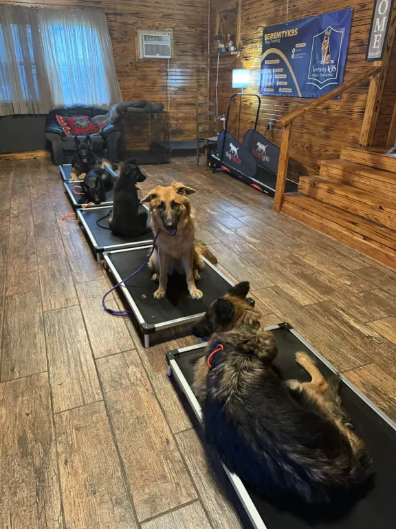 Dogs holding place during training