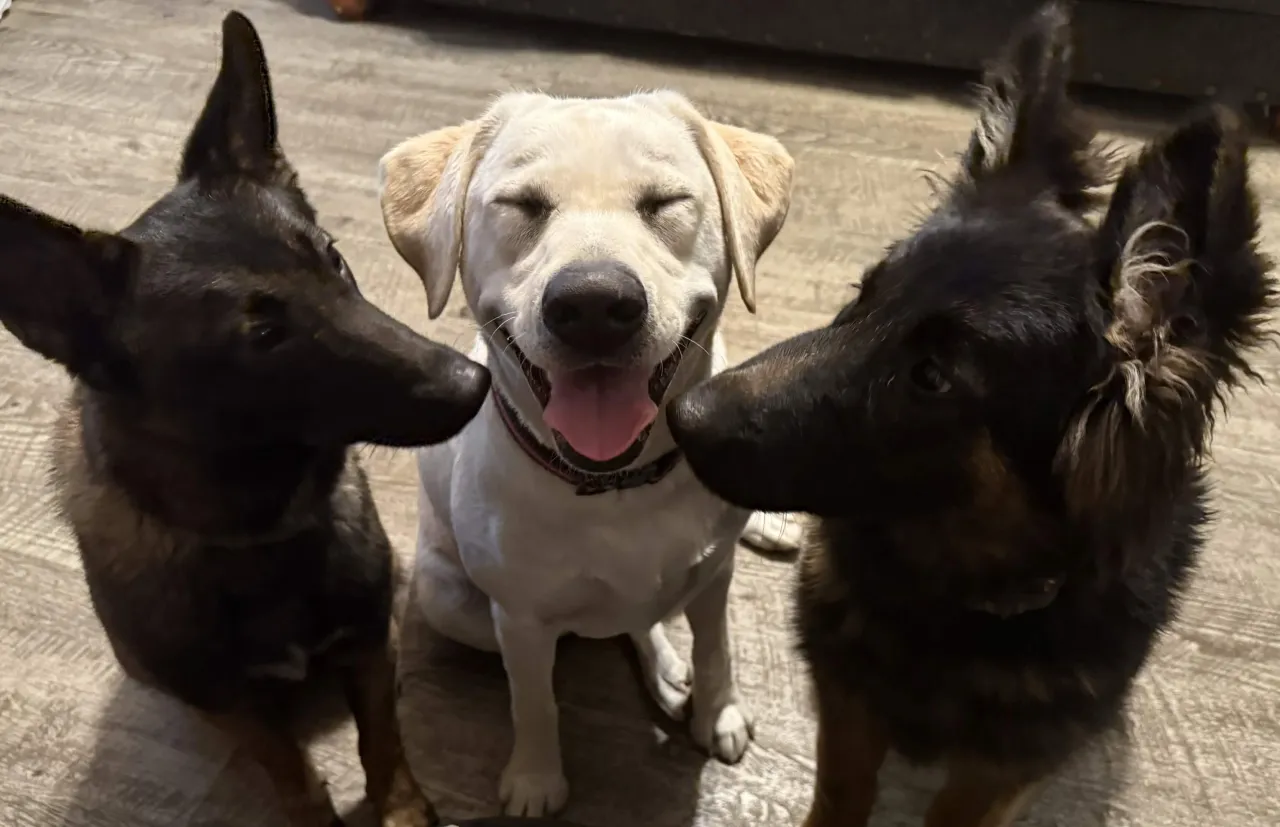 Two dogs calmly sitting together during training